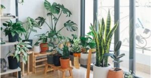 how to freshen your kitchen with green plants