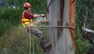 why hire new Mexico arborists