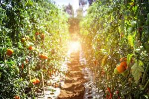 how to get started in agriculture
