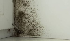 black mold what are the effects on children and pets