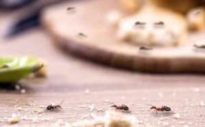 how to get rid of ants on the kitchen counters