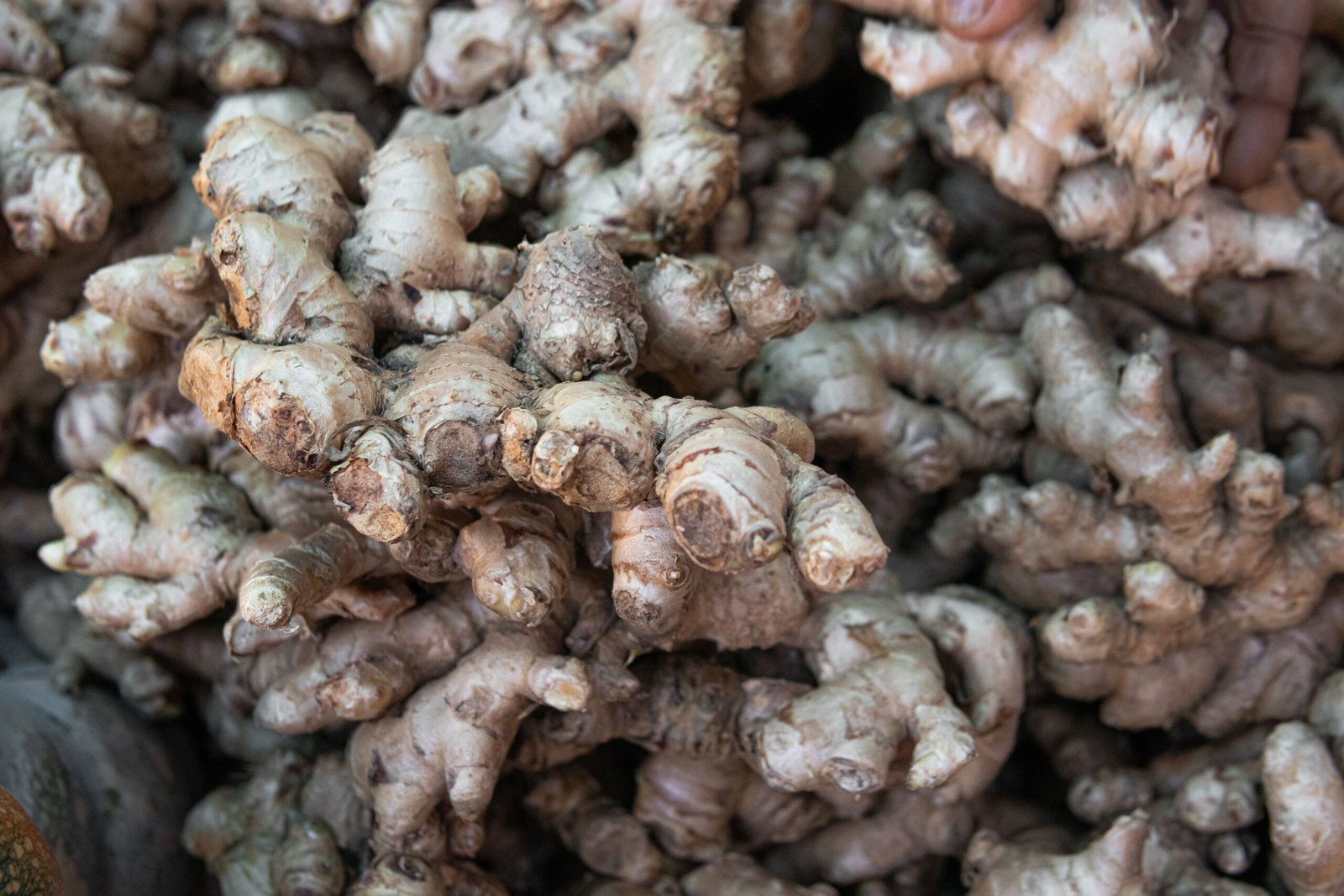 close-up of a large pile of fresh ginger root ready to be washed and peeled for juicing