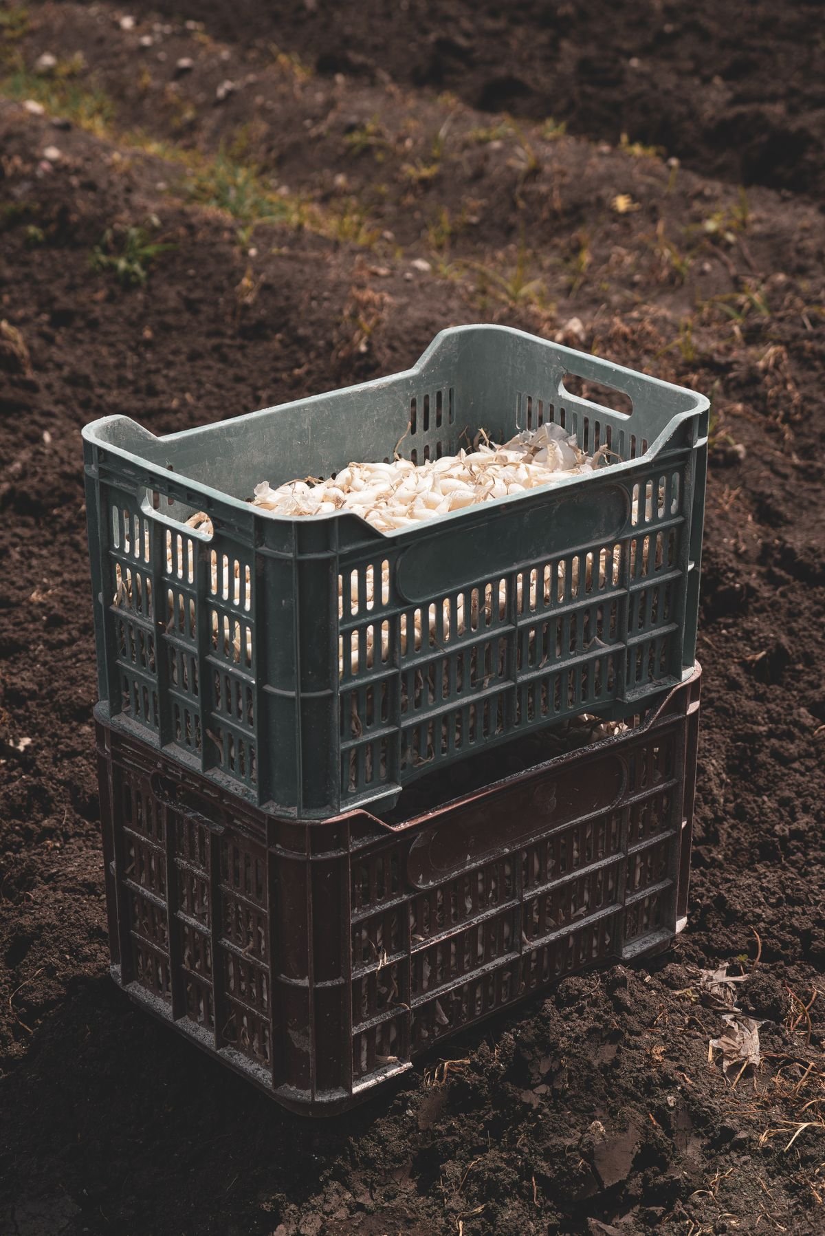 Stacked crates of freshly harvested organic vegetables on a farm ready for wholesale pickup
