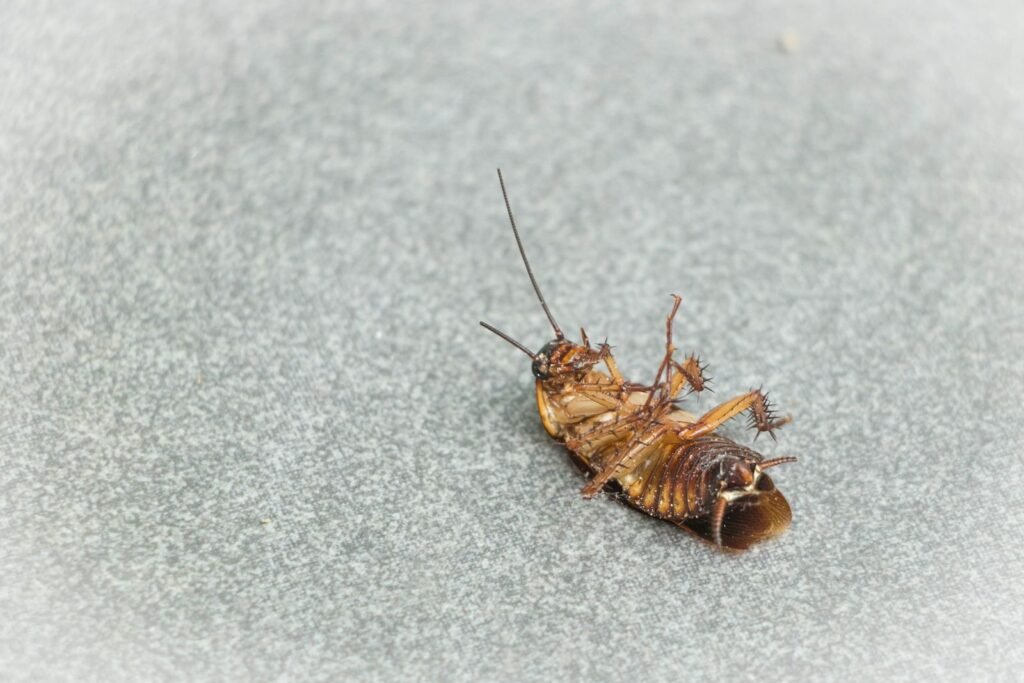 close-up of a cockroach on a kitchen surface